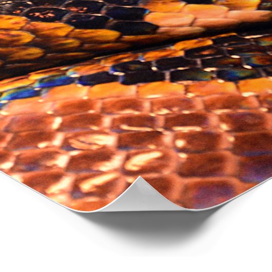 Python Snake Poster (Hoek)