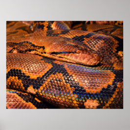 Python Snake Poster