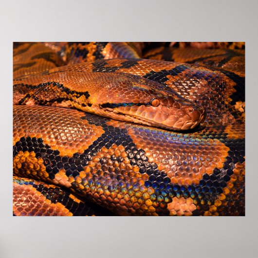 Python Snake Poster (Voorkant)