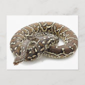 Python Snake Reptile Briefkaart (Voorkant)