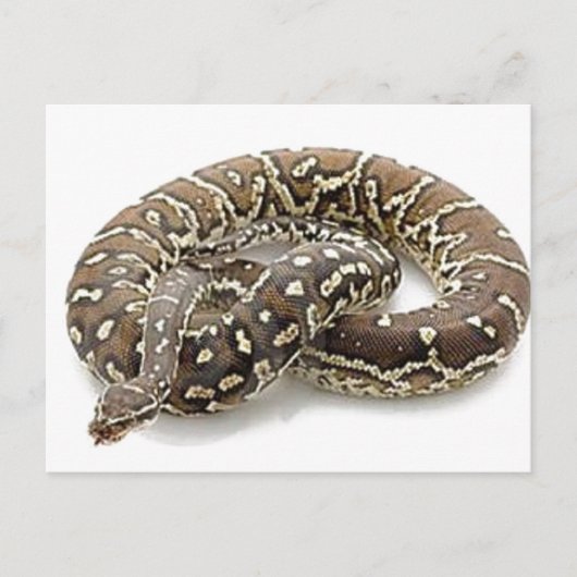 Python Snake Reptile Briefkaart (Voorkant)