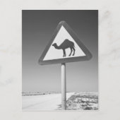 Qatar, Al Zubarah. Camel Crossing Sign-Road naar Briefkaart (Voorkant)