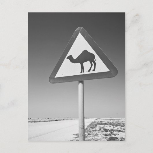 Qatar, Al Zubarah. Camel Crossing Sign-Road naar Briefkaart (Voorkant)