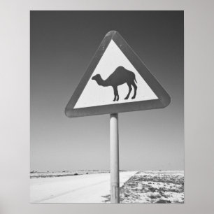 Qatar, Al Zubarah. Kameel Overstek Bord-Weg naar Poster