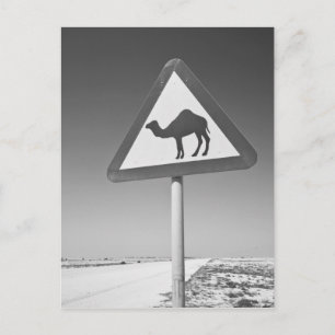 Qatar, Al Zubarah. Kameel Overstekend Bord-Weg naa Briefkaart