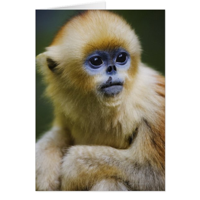 Qinling Mountains, oktober 2006 (Voorkant)