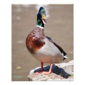 Quacking Mallard Duck Foto Afdruk (Voorkant)