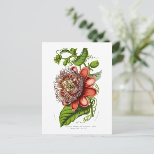 Quadrangularisdecaisneana van de passiebloem briefkaart (Staand voorkant)