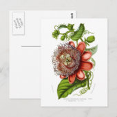Quadrangularisdecaisneana van de passiebloem briefkaart (Voorkant / Achterkant)