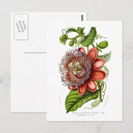 Quadrangularisdecaisneana van de passiebloem briefkaart (Voorkant / Achterkant)