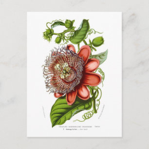Quadrangularisdecaisneana van de passiebloem briefkaart