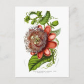 Quadrangularisdecaisneana van de passiebloem briefkaart (Voorkant)