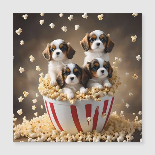 Quads Cavalier Spaniel Puppies in de popcorn, (Voorkant)