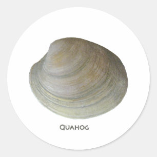 Quahog Clam Ronde Sticker