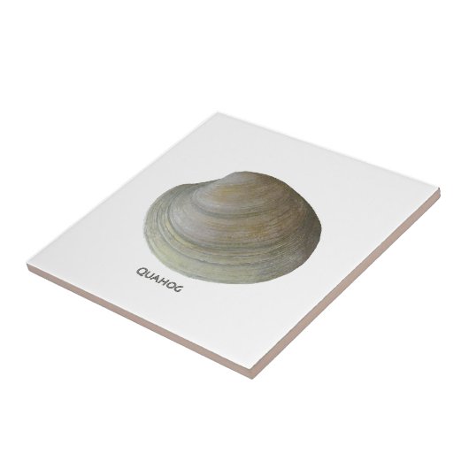 Quahog Clam Tegeltje (Zijkant)