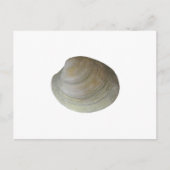 Quahog Clam (zonder titel) Briefkaart (Voorkant)