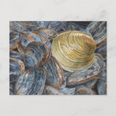 Quahog en Clams Briefkaart (Voorkant)
