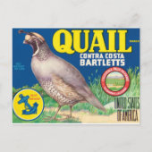 Quail Contra Costa Bartletts Sacramento Californië Briefkaart (Voorkant)