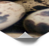 Quail Eggs, Huaraz, Cordillera Blanca, Ancash Poster (Hoek)