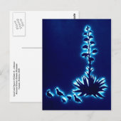 Quail en Agave Briefkaart (Voorkant / Achterkant)