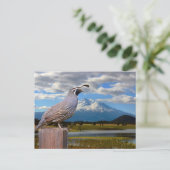 QUAIL EN MT SHASTA BRIEFKAART (Staand voorkant)