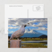 QUAIL EN MT SHASTA BRIEFKAART (Voorkant / Achterkant)