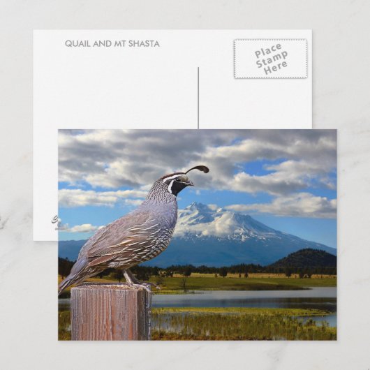 QUAIL EN MT SHASTA BRIEFKAART (Voorkant / Achterkant)