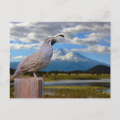 QUAIL EN MT SHASTA BRIEFKAART (Voorkant)