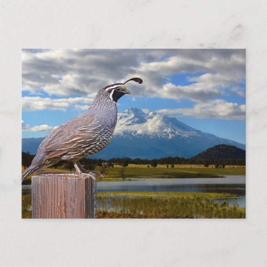 QUAIL EN MT SHASTA BRIEFKAART (Voorkant)