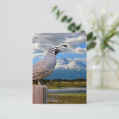 QUAIL EN MT SHASTA BRIEFKAART (Staand voorkant)