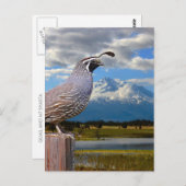QUAIL EN MT SHASTA BRIEFKAART (Voorkant / Achterkant)
