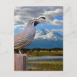 QUAIL EN MT SHASTA BRIEFKAART
