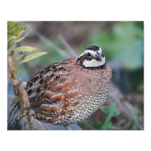quail foto afdruk (Voorkant)