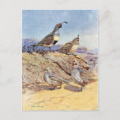 Quails van Allan Brooks Briefkaart (Voorkant)