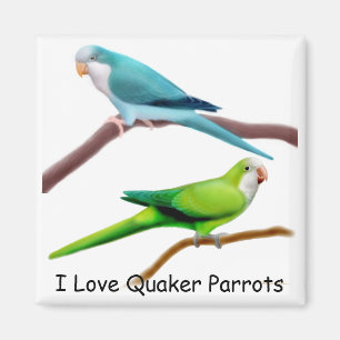Quaker papegaaien magneet