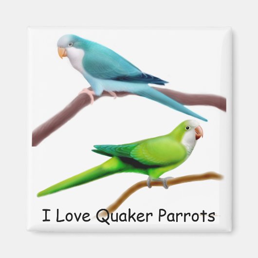 Quaker papegaaien magneet (Voorkant)