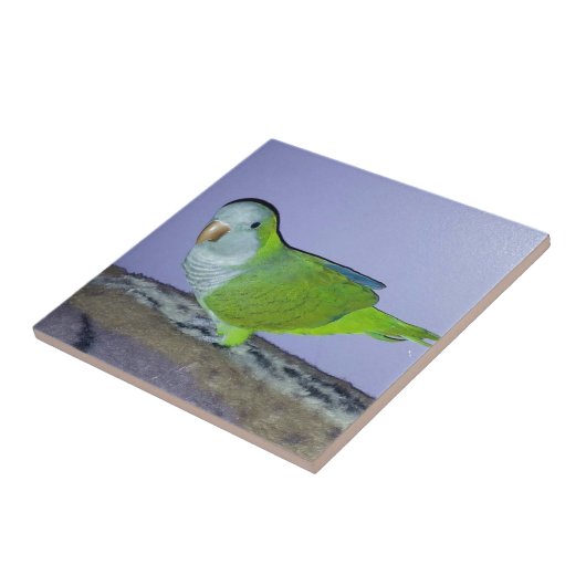 Quaker Parrot Tegeltje (Zijkant)