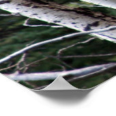 Quaking Aspen, Grand Teton National Park Poster (Hoek)