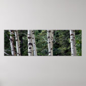 Quaking Aspen, Grand Teton National Park Poster (Voorkant)