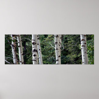 Quaking Aspen, Grand Teton National Park Poster