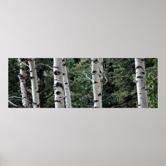 Quaking Aspen, Grand Teton National Park Poster (Voorkant)