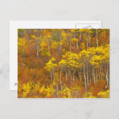 Quaking aspen grot in piekherfstkleur in 2 briefkaart (Voorkant / Achterkant)