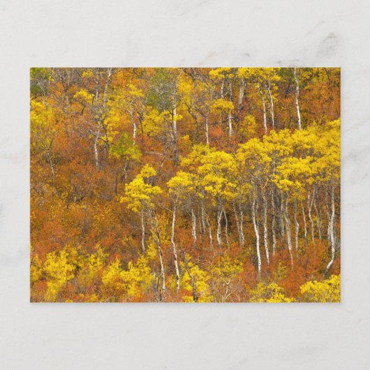 Quaking aspen grot in piekherfstkleur in 2 briefkaart (Voorkant)