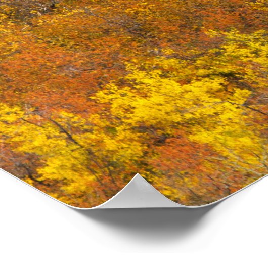 Quaking aspen grot in piekherfstkleur in 2 poster (Hoek)