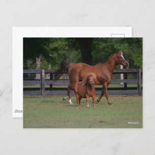 Quarter Horse and Miniature Samen Briefkaart