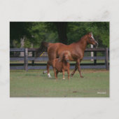 Quarter Horse and Miniature Samen Briefkaart (Voorkant)