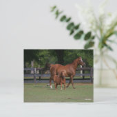 Quarter Horse and Miniature Samen Briefkaart (Staand voorkant)