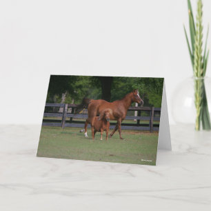 Quarter Horse and Miniature Samen Kaart