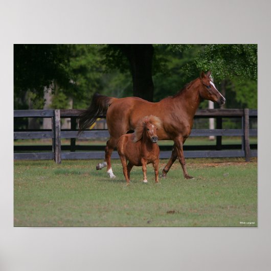 Quarter Horse and Miniature Samen Poster (Voorkant)