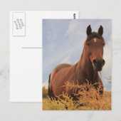 Quarter Horse Briefkaart (Voorkant / Achterkant)